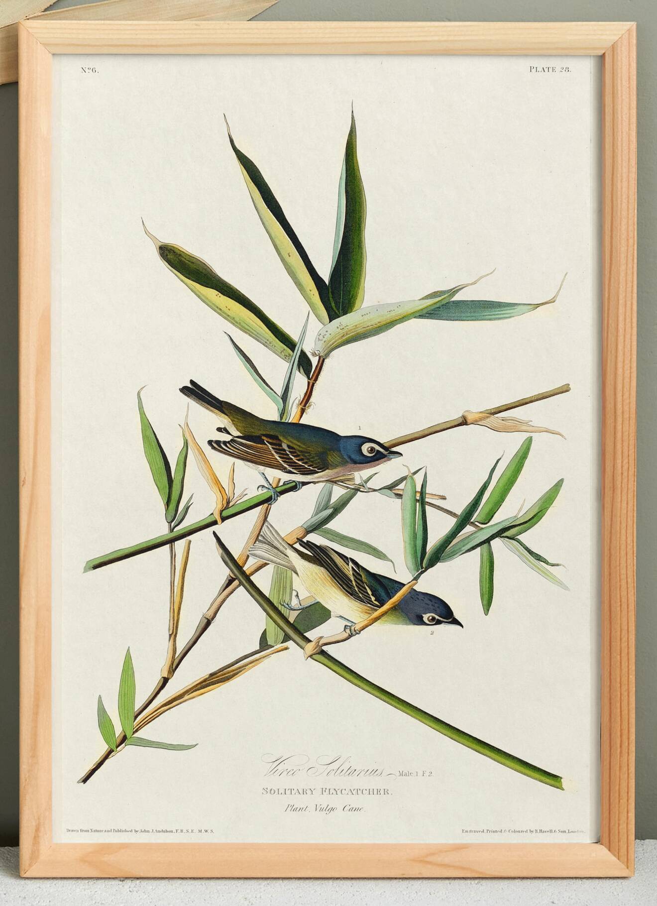 Poster about the Solitary Flycatcher, based on an old engraving from 1827.