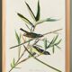 Poster about the Solitary Flycatcher, based on an old engraving from 1827.