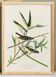 Poster about the Solitary Flycatcher, based on an old engraving from 1827.