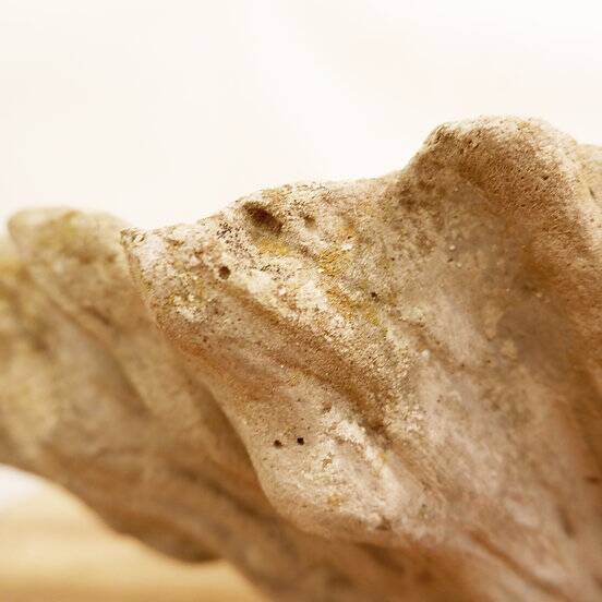 Antique Cement Shell Bird Bath