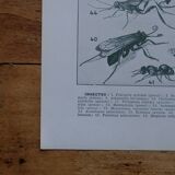 Set of 2 lithographs on insects and eggs