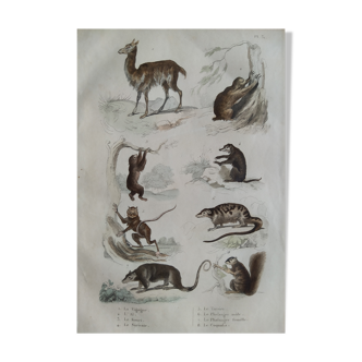 Planche zoologique originale " vigogne, aï, kouri, suricate,... - buffon 1838