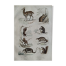 Planche zoologique originale " vigogne, aï, kouri, suricate,... - buffon 1838