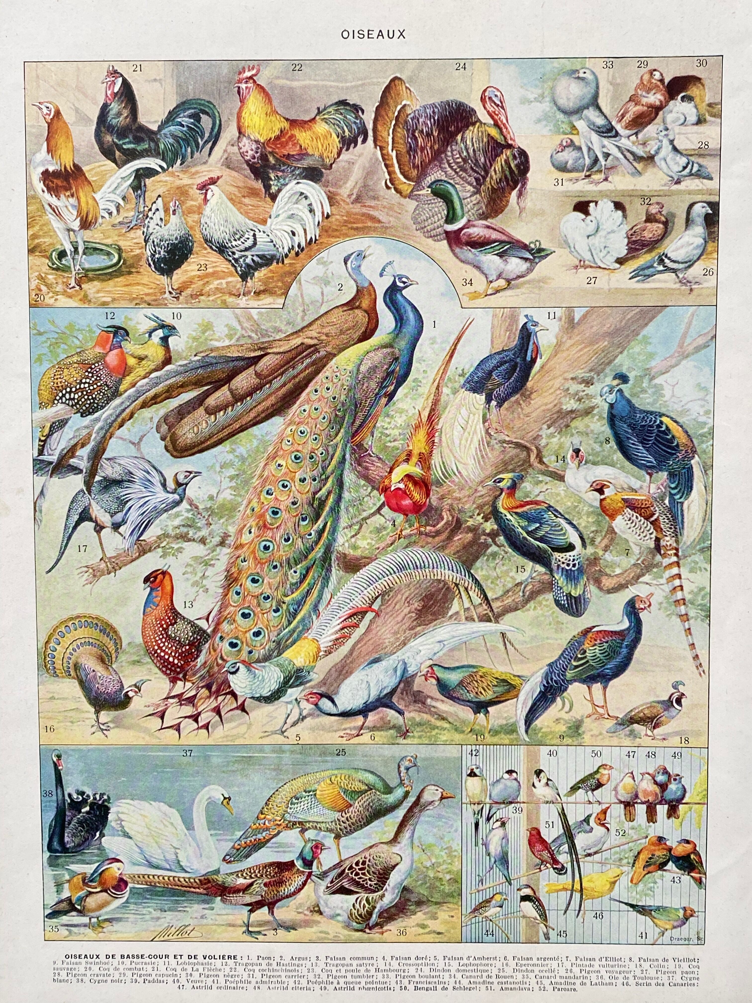 Illustration ancienne Millot "oiseaux"