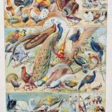 Illustration ancienne Millot "oiseaux"