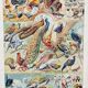 Illustration ancienne Millot "oiseaux"