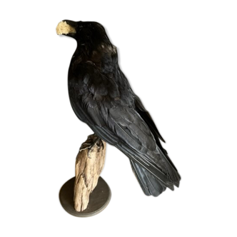 Taxidermie corbeau