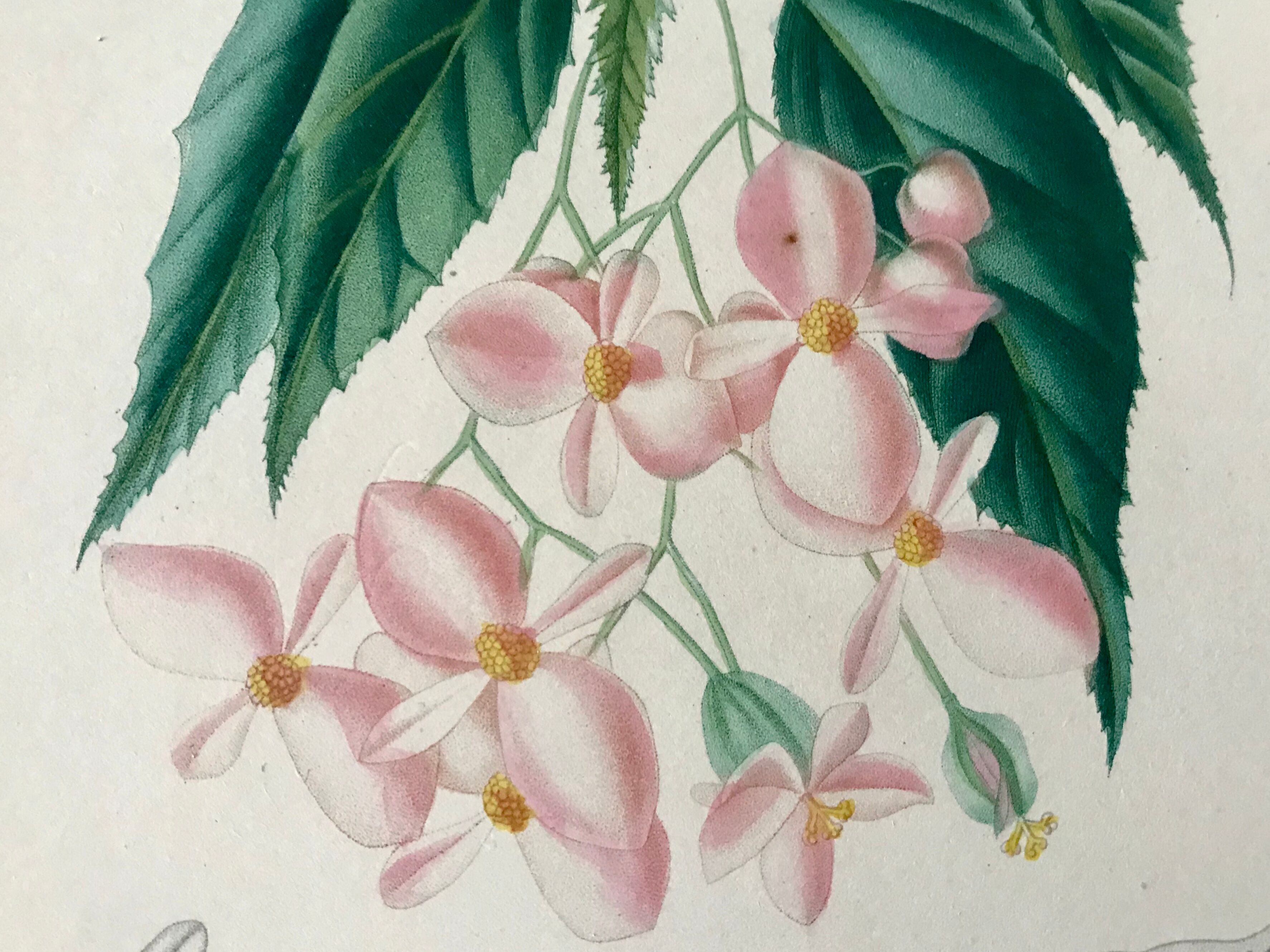 B3 botanical boards of pink flowers, 19th