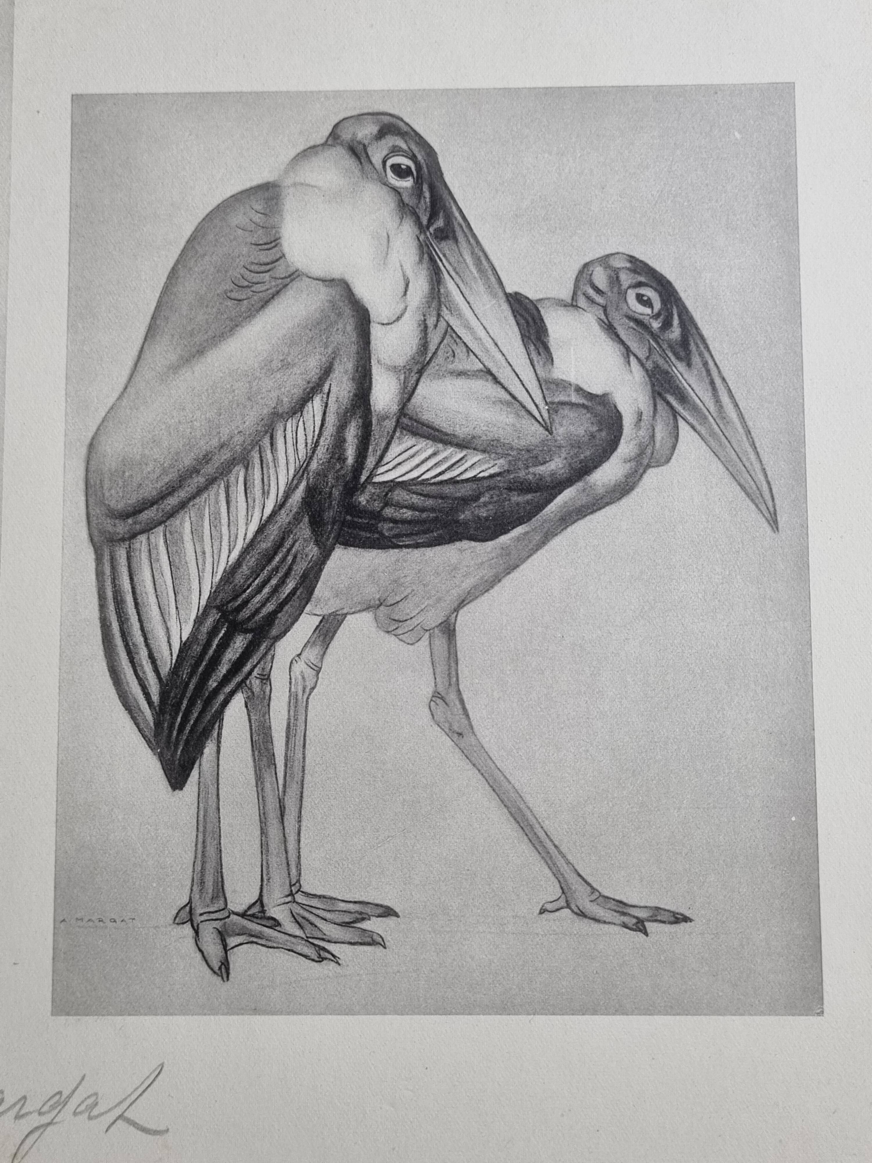 Illustrated plate, studies of ostriches and marabouts, Signed A. Margat, 1930
