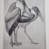 Illustrated plate, studies of ostriches and marabouts, Signed A. Margat, 1930