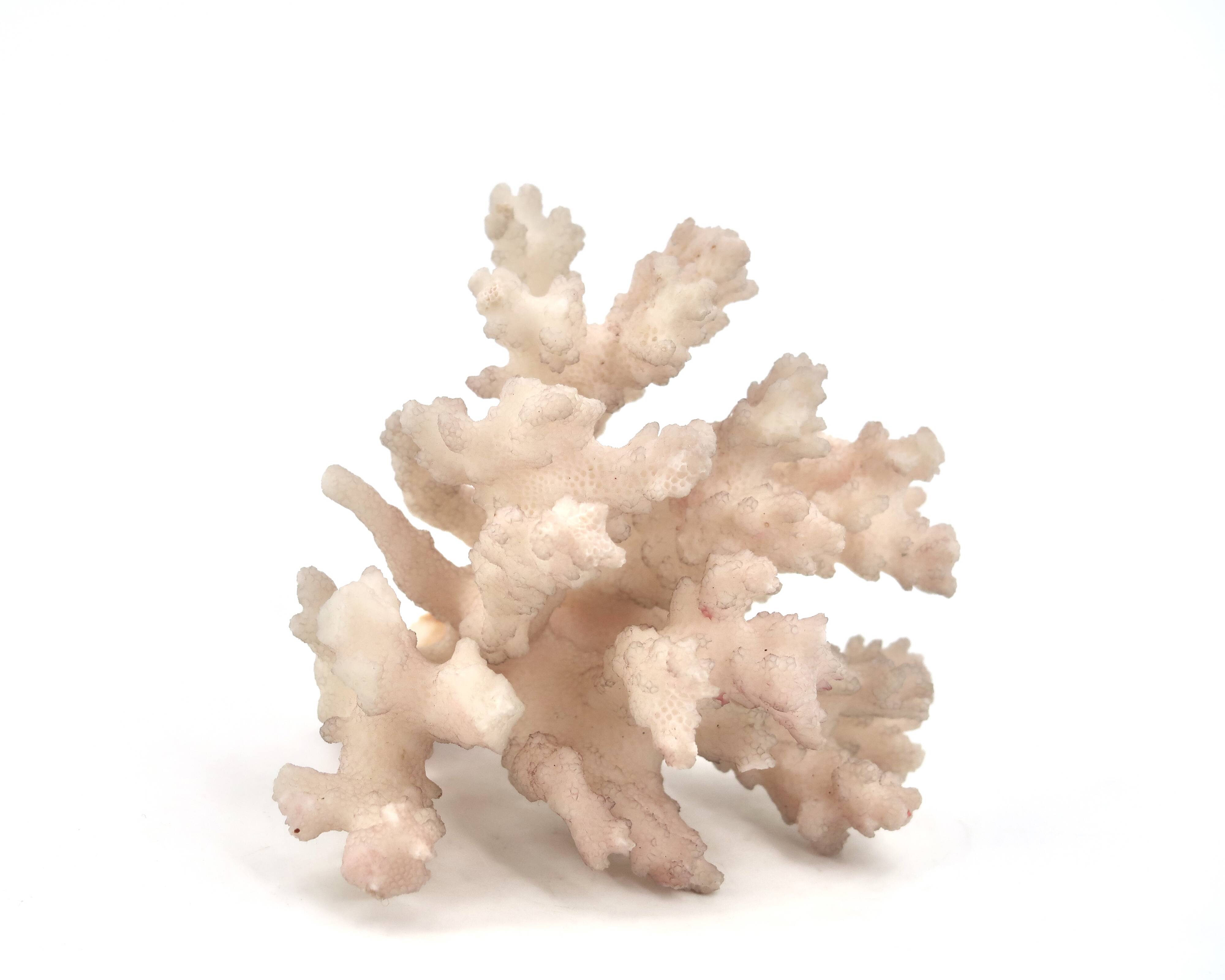Natural vintage white coral branch, 1970s curiosity cabinet