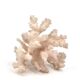 Natural vintage white coral branch, 1970s curiosity cabinet