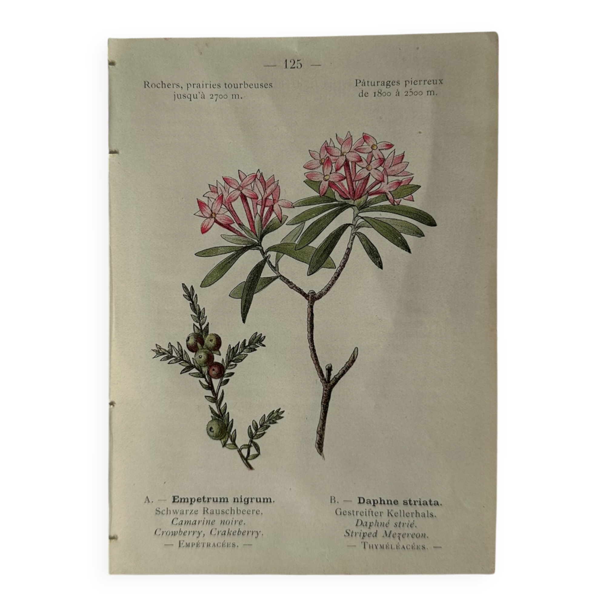 Planche Naturaliste – Gravure botanique ancienne 19eme  recto verso