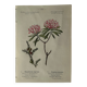 Planche Naturaliste – Gravure botanique ancienne 19eme  recto verso