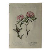 Planche Naturaliste – Gravure botanique ancienne 19eme  recto verso