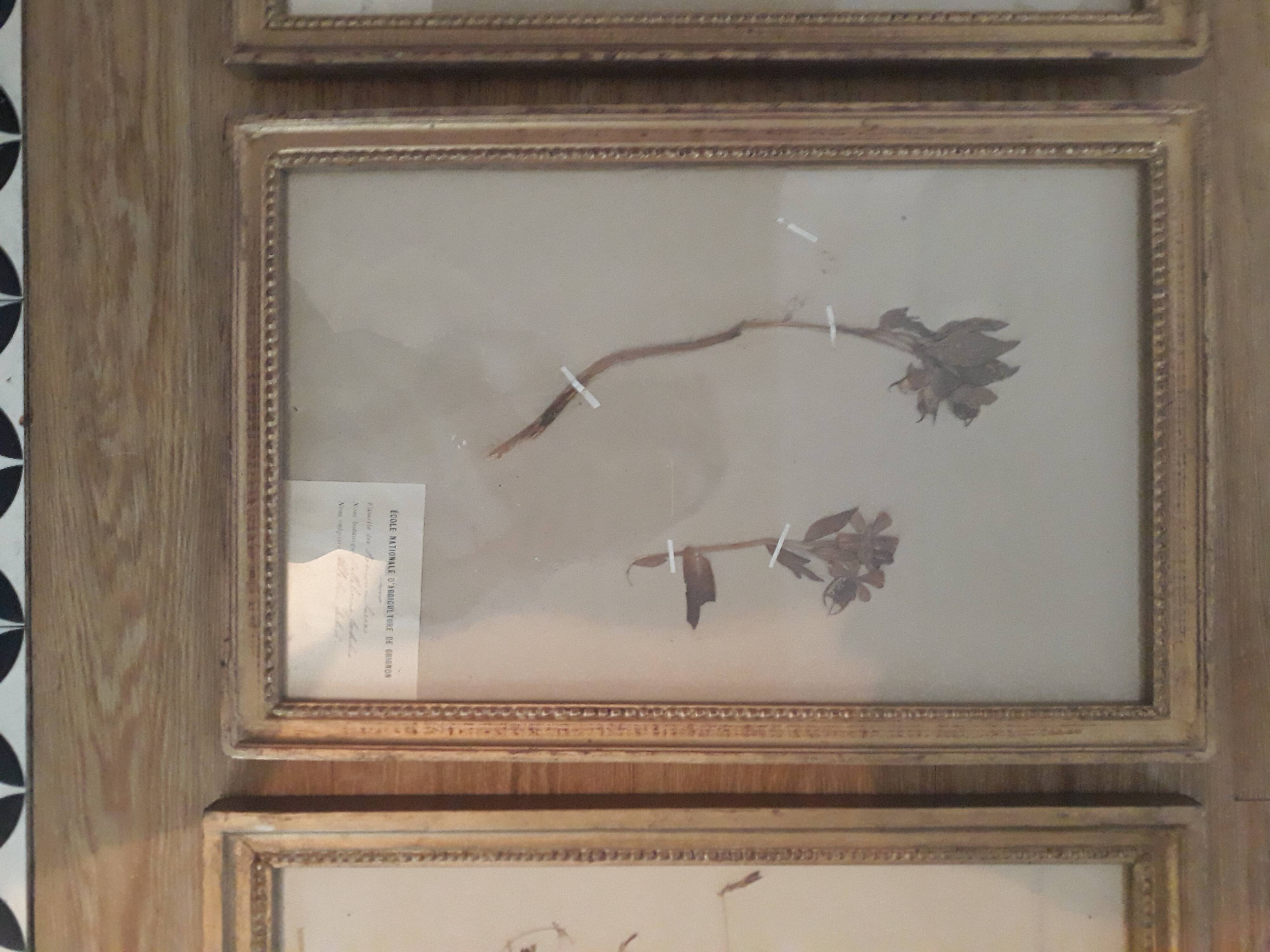 Series of 4 herbariums at the beginning of the century