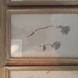 Series of 4 herbariums at the beginning of the century