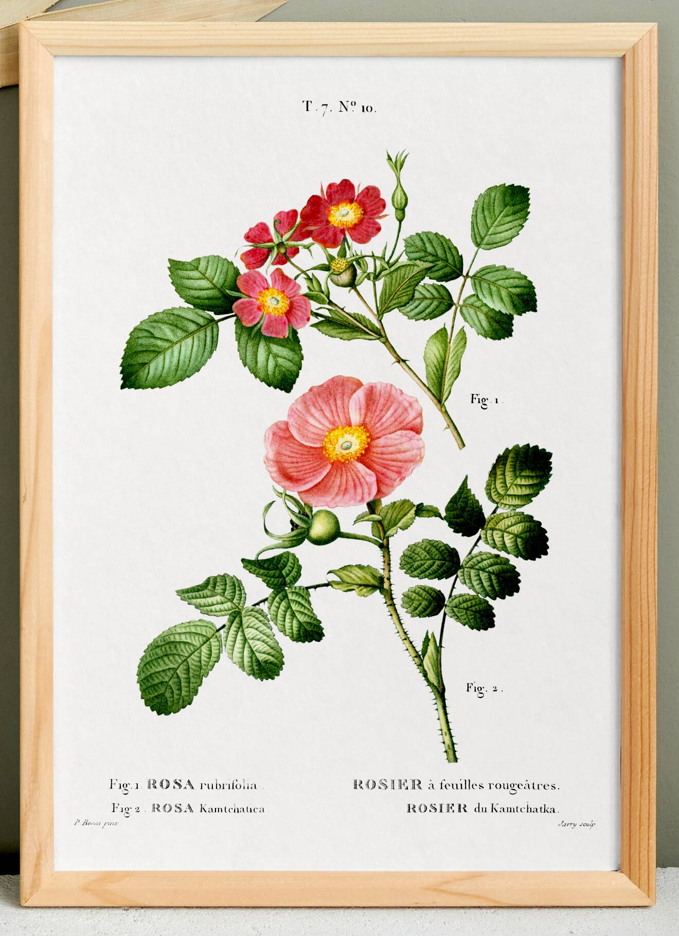 Poster about the Rosebush, based on an old engraving from 1802