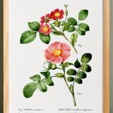 Poster about the Rosebush, based on an old engraving from 1802
