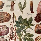 Lithograph on potato diseases and enemies from 1921 XXXII