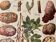 Lithograph on potato diseases and enemies from 1921 XXXII