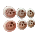 Lot de 6 assiettes beige en grès de Sarreguemine chardons