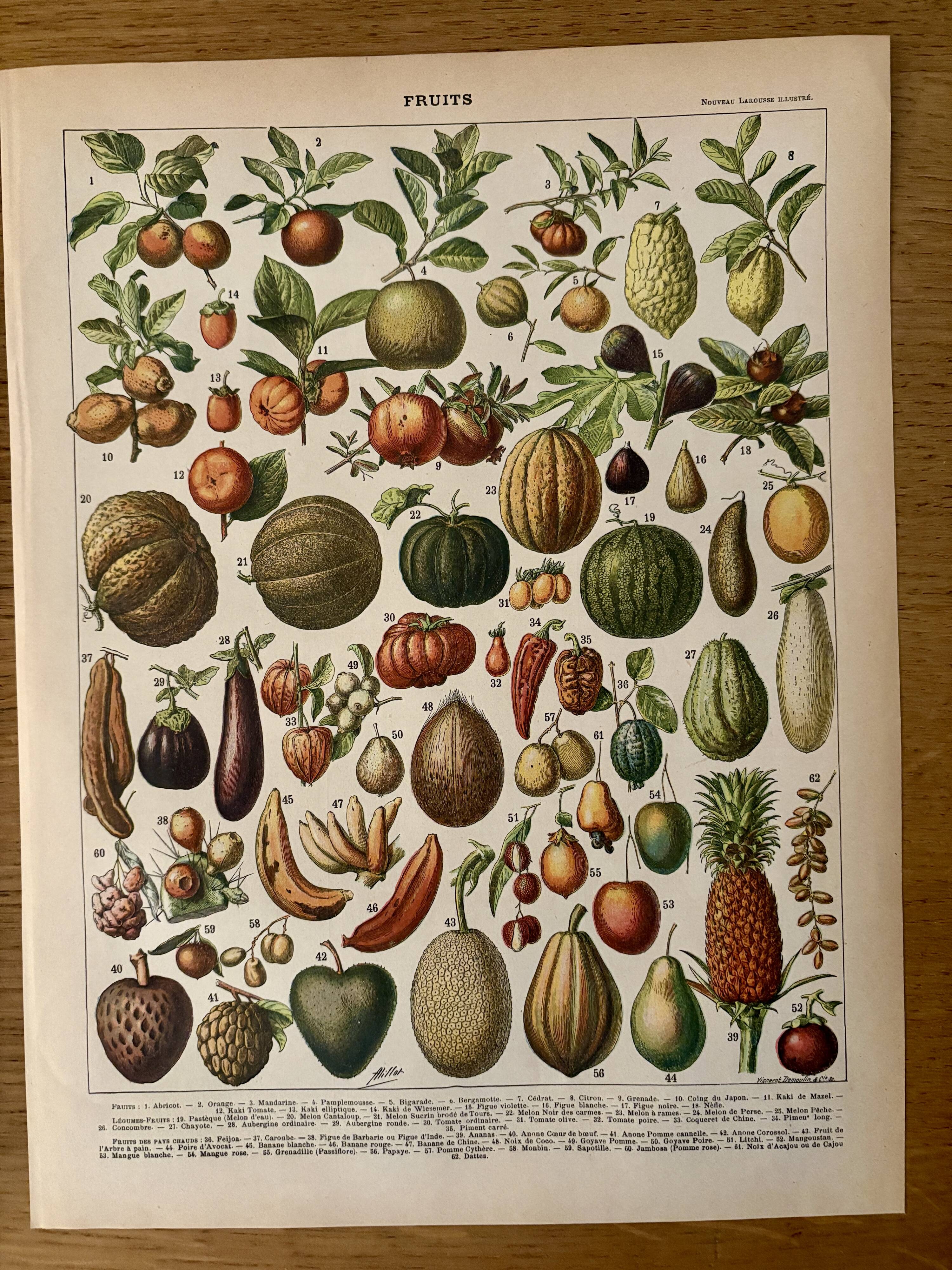 Lithograph of fruits - 1900