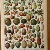 Lithograph of fruits - 1900