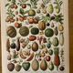 Lithograph of fruits - 1900
