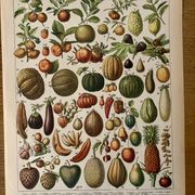 Lithograph of fruits - 1900
