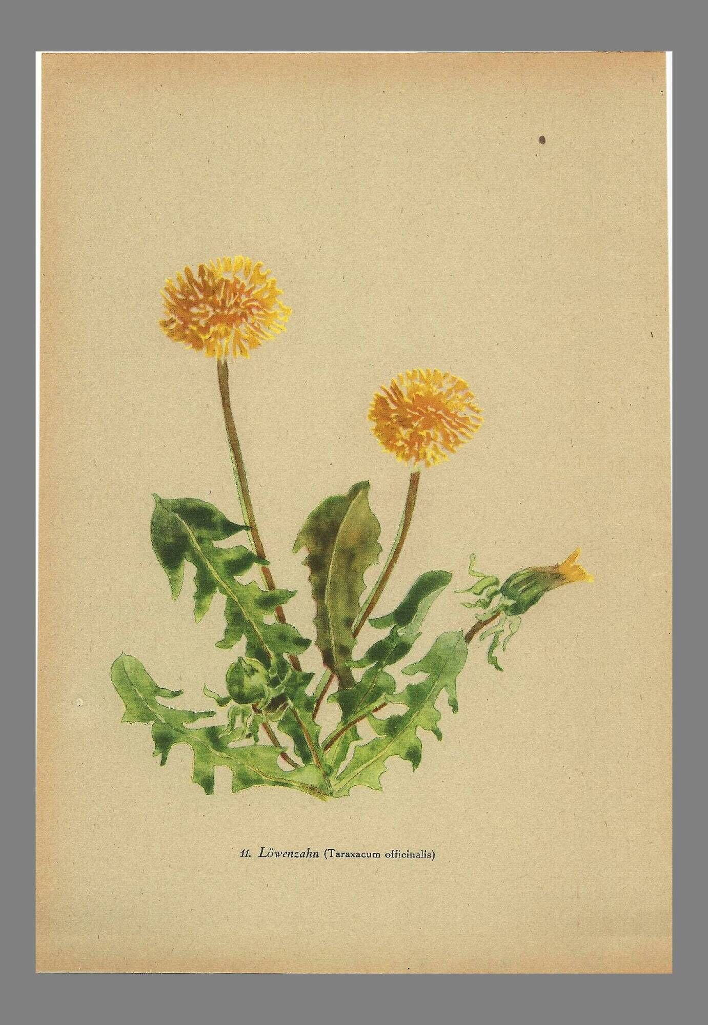 Old illustration 1948 - Dandelion by H. Strache - Botanical plate