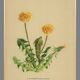 Old illustration 1948 - Dandelion by H. Strache - Botanical plate