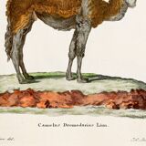 Affiche sur le dromadaire, d'après une gravure ancienne de 1774.