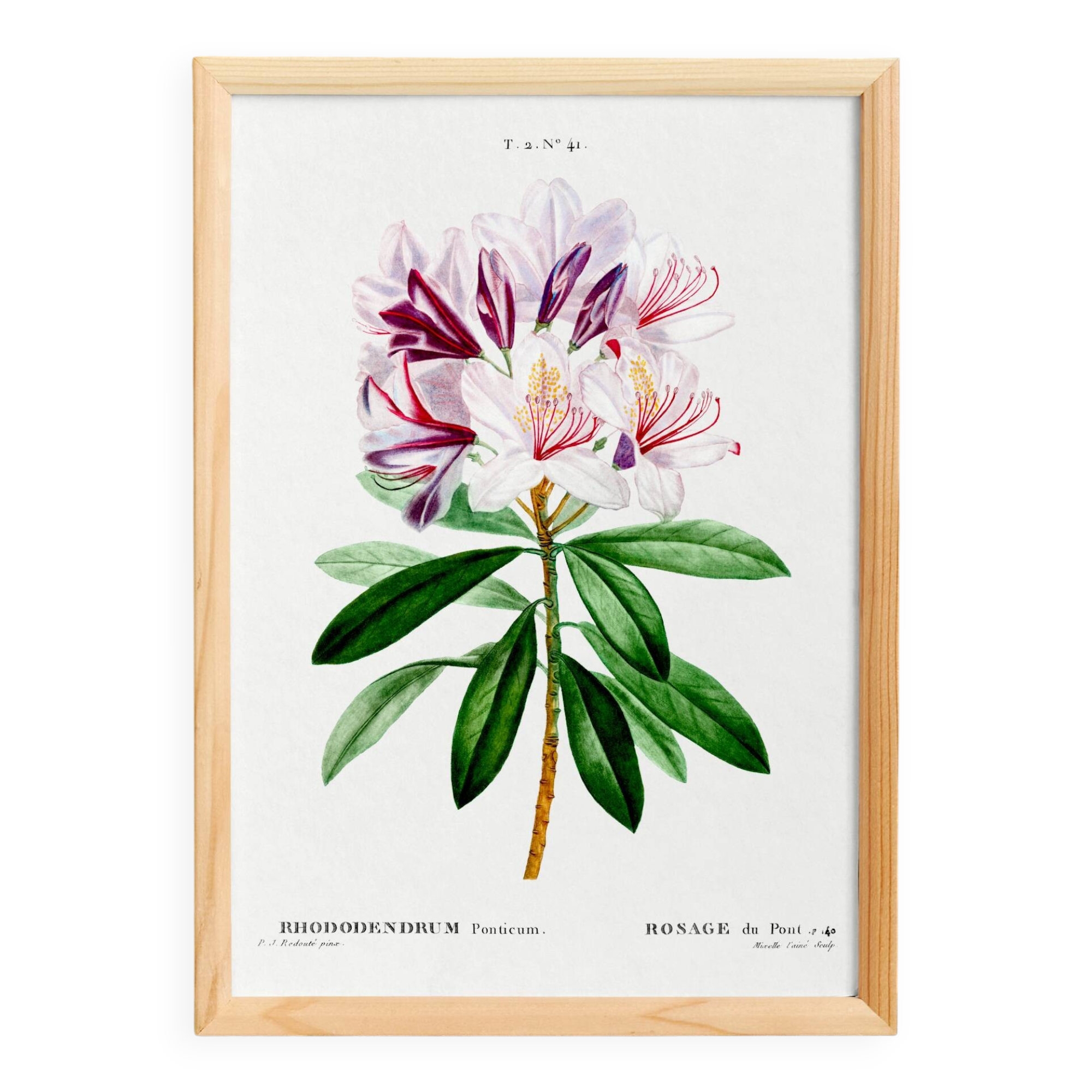 Botanical poster about the rhododendron, based on an old engraving from 1802