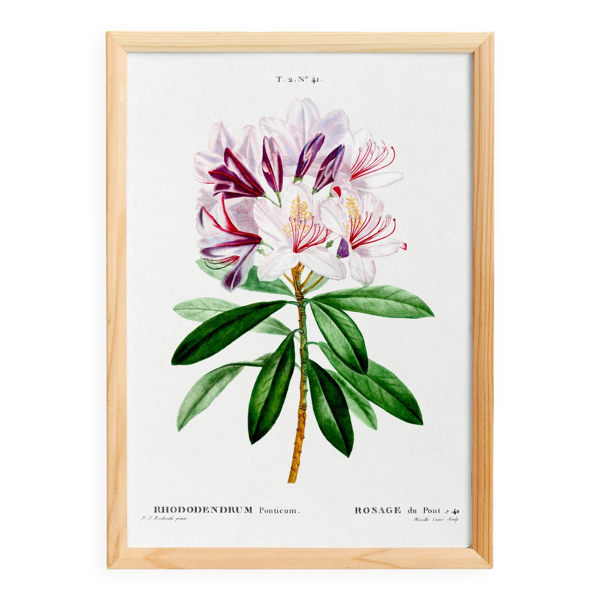 Affiche botanique sur le rhododendron, d’après une gravure ancienne de 1802