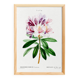 Botanical poster about the rhododendron, based on an old engraving from 1802