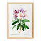 Botanical poster about the rhododendron, based on an old engraving from 1802