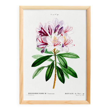 Botanical poster about the rhododendron, based on an old engraving from 1802