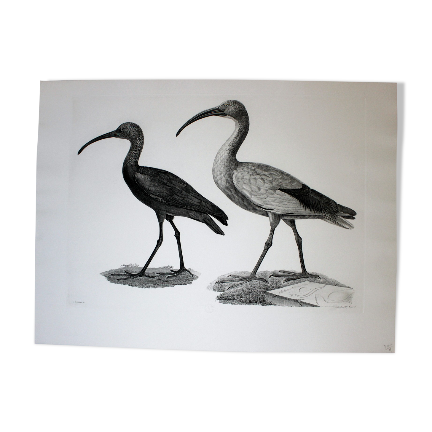 Engraving birds - chalcography of the louvre original. de redouté - ibis sacré and ibis noir