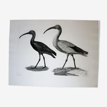 Gravure oiseaux -  chalcographie du louvre originale. de redouté - ibis sacré et ibis noir
