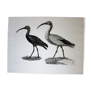 Gravure oiseaux - chalcographie