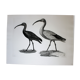 Engraving birds - chalcography of the louvre original. de redouté - ibis sacré and ibis noir
