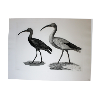 Engraving birds - chalcography of the louvre original. de redouté - ibis sacré and ibis noir
