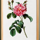 Botanical poster about a rosebush, after an old engraving from 1802