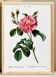 Affiche botanique sur rosier, d’après une gravure ancienne de 1802