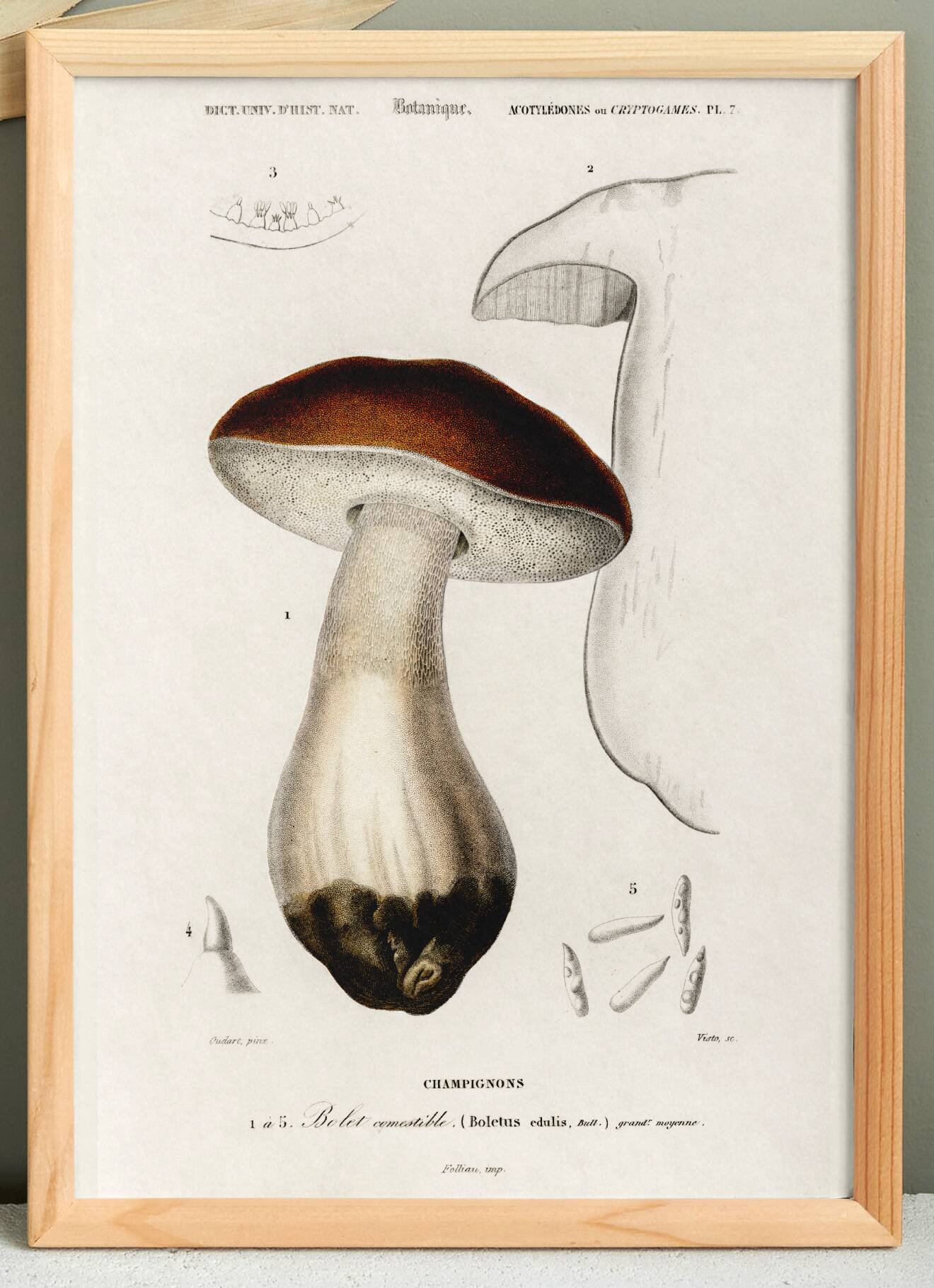 Poster about the Bordeaux cep mushroom, based on an old engraving from 1849.