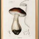 Poster about the Bordeaux cep mushroom, based on an old engraving from 1849.