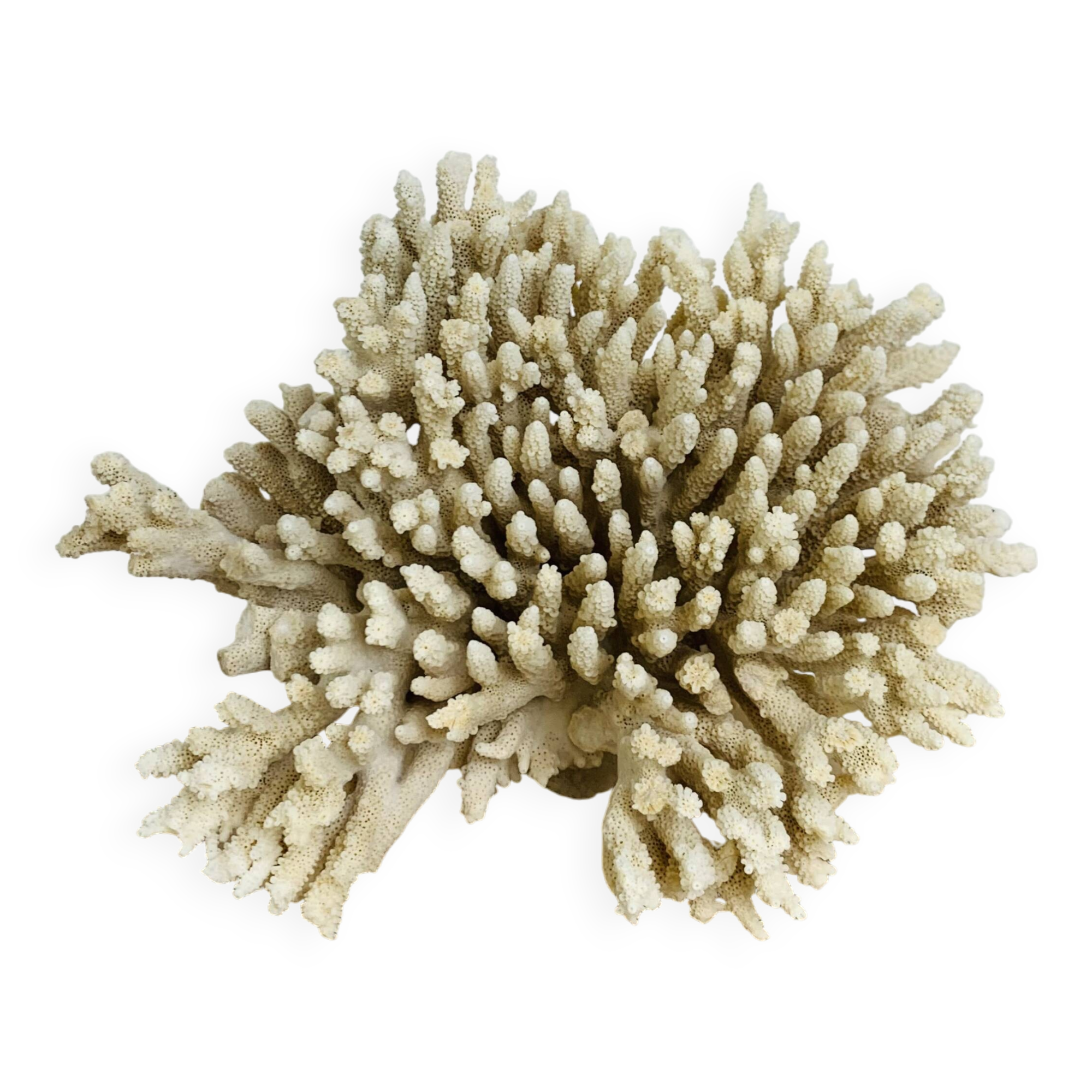 Old coral 29 cm