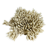 Corail ancien