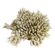 Ancient coral